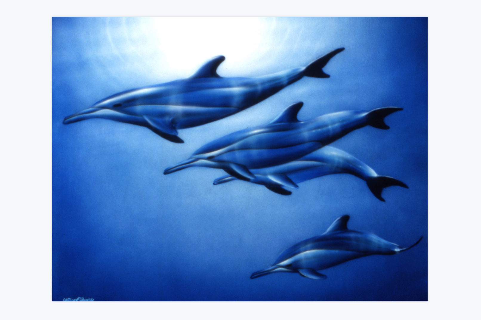 spinner dolphins painting